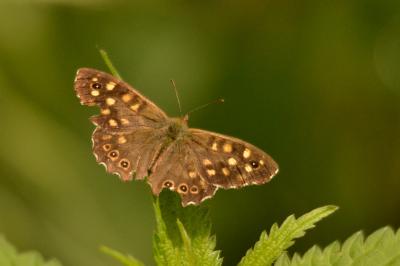 <i>Pararge aegeria</i>