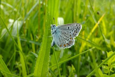 <i>Polyommatus icarus</i>