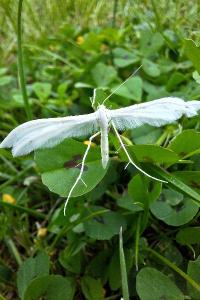 <i>Pterophorus pentadactylus</i>