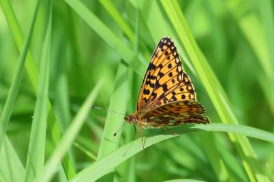 <i>Boloria selene</i>