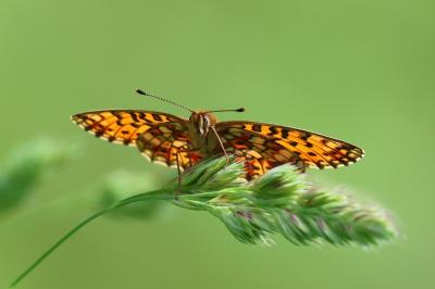 <i>Boloria selene</i>