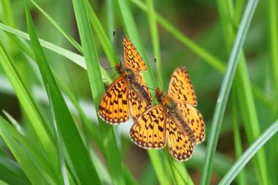 <i>Boloria selene</i>