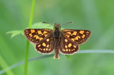 <i>Carterocephalus palaemon</i>