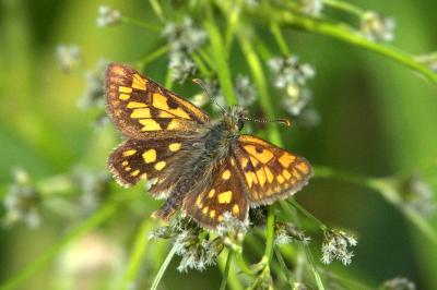 <i>Carterocephalus palaemon</i>