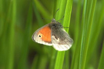 <i>Coenonympha pamphilus</i>