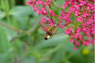 <i>Hemaris fuciformis</i>