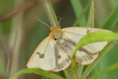 <i>Diacrisia sannio</i>