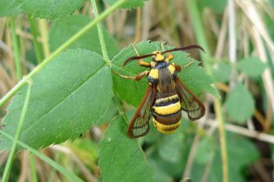<i>Sesia apiformis</i>