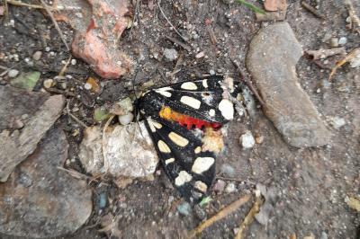 <i>Arctia villica</i>