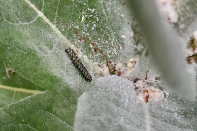 <i>Cucullia verbasci</i>