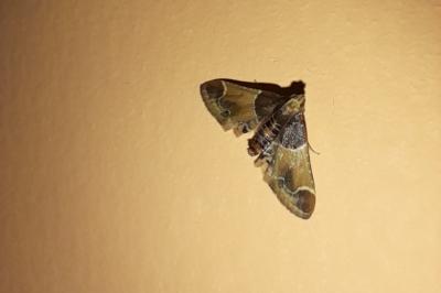<i>Pyralis farinalis</i>
