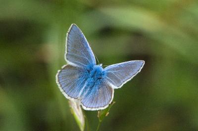 <i>Polyommatus icarus</i>