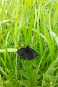 <i>Epichnopterix</i>