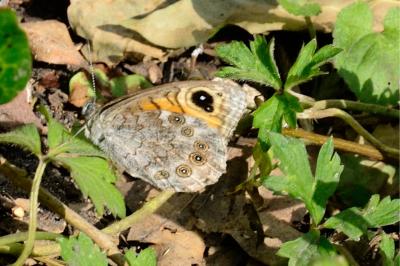 <i>Lasiommata maera</i>