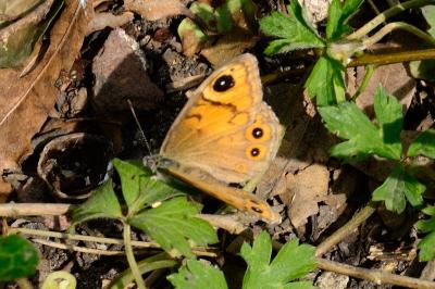 <i>Lasiommata maera</i>