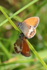 <i>Coenonympha arcania</i>