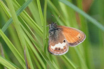 <i>Coenonympha arcania</i>