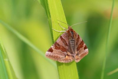 <i>Euclidia glyphica</i>