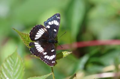 <i>Limenitis reducta</i>