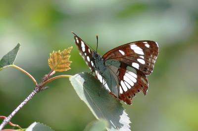 <i>Limenitis reducta</i>