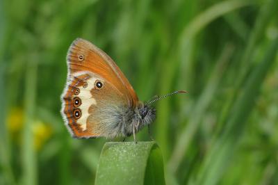 <i>Coenonympha arcania</i>