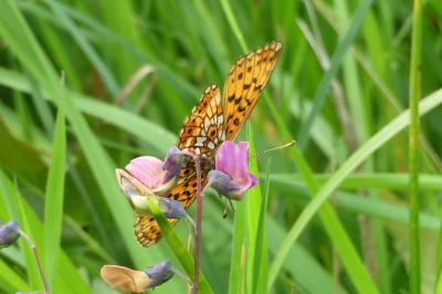 <i>Boloria selene</i>
