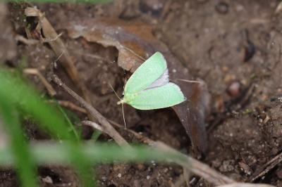 <i>Tortrix viridana</i>