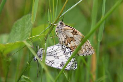 <i>Melanargia galathea</i>