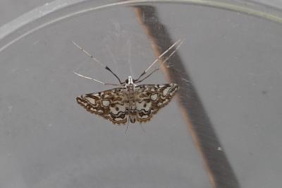 Crambidae