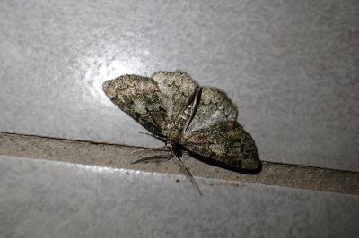 <i>Cleorodes lichenaria</i>