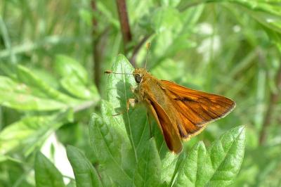 <i>Ochlodes sylvanus</i>