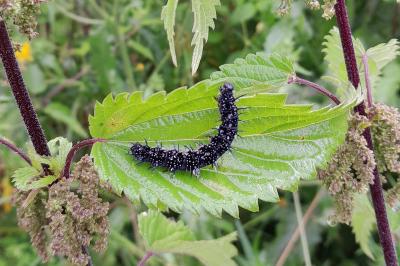 <i>Aglais io</i>