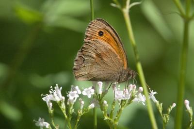 <i>Maniola jurtina</i>