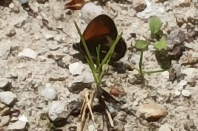 <i>Coenonympha arcania</i>