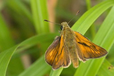 <i>Ochlodes sylvanus</i>