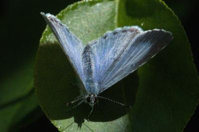 <i>Celastrina argiolus</i>