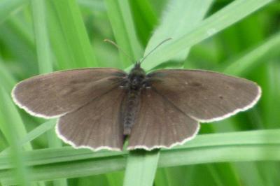 <i>Aphantopus hyperantus</i>
