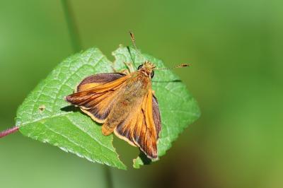 <i>Ochlodes sylvanus</i>