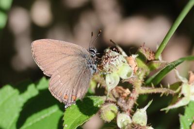 <i>Satyrium ilicis</i>