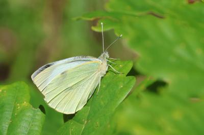 <i>Pieris brassicae</i>