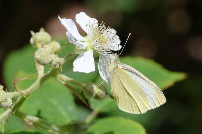<i>Pieris rapae</i>