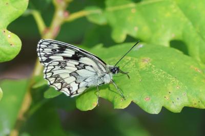 <i>Melanargia galathea</i>