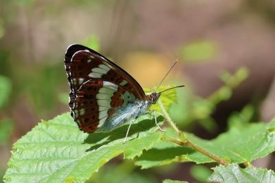 <i>Limenitis camilla</i>