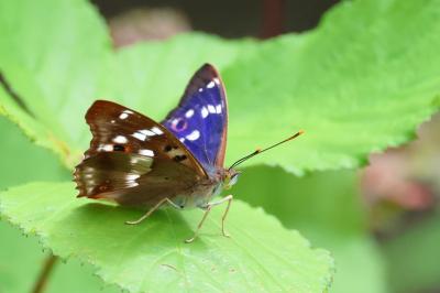 <i>Apatura ilia</i>