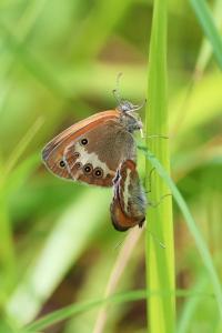 <i>Coenonympha arcania</i>