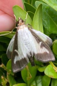 <i>Cydalima perspectalis</i>