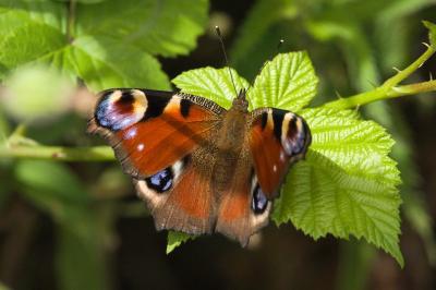 <i>Aglais io</i>