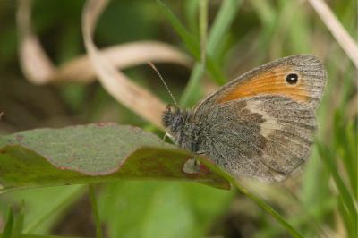 <i>Coenonympha pamphilus</i>