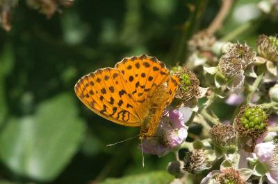 <i>Brenthis daphne</i>