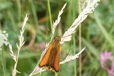 <i>Ochlodes sylvanus</i>